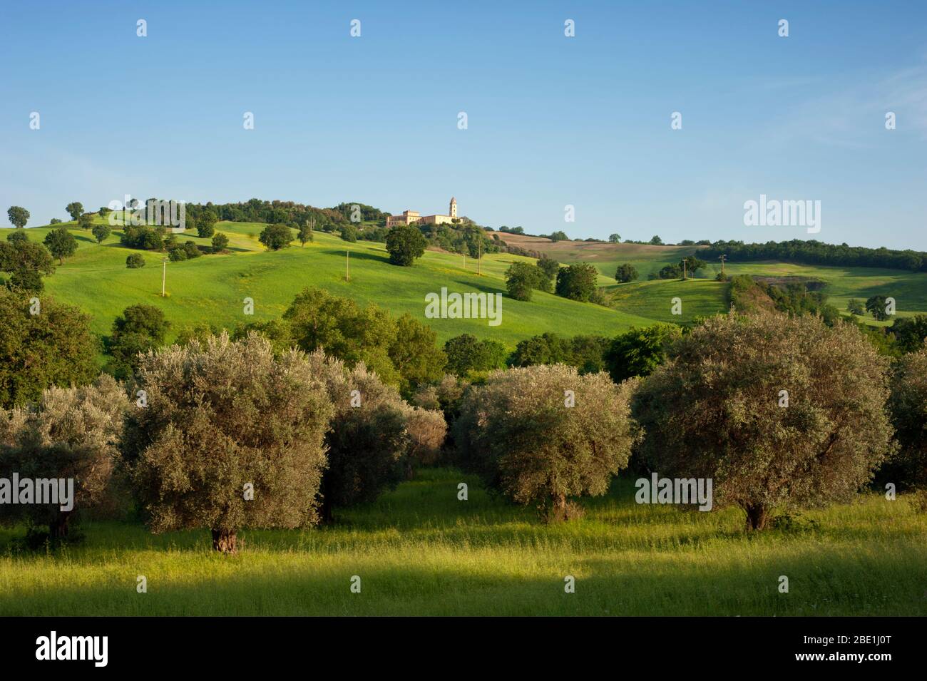 Italie, Basilicate, Sant'Arcangelo, oliveraie et champs de blé Banque D'Images