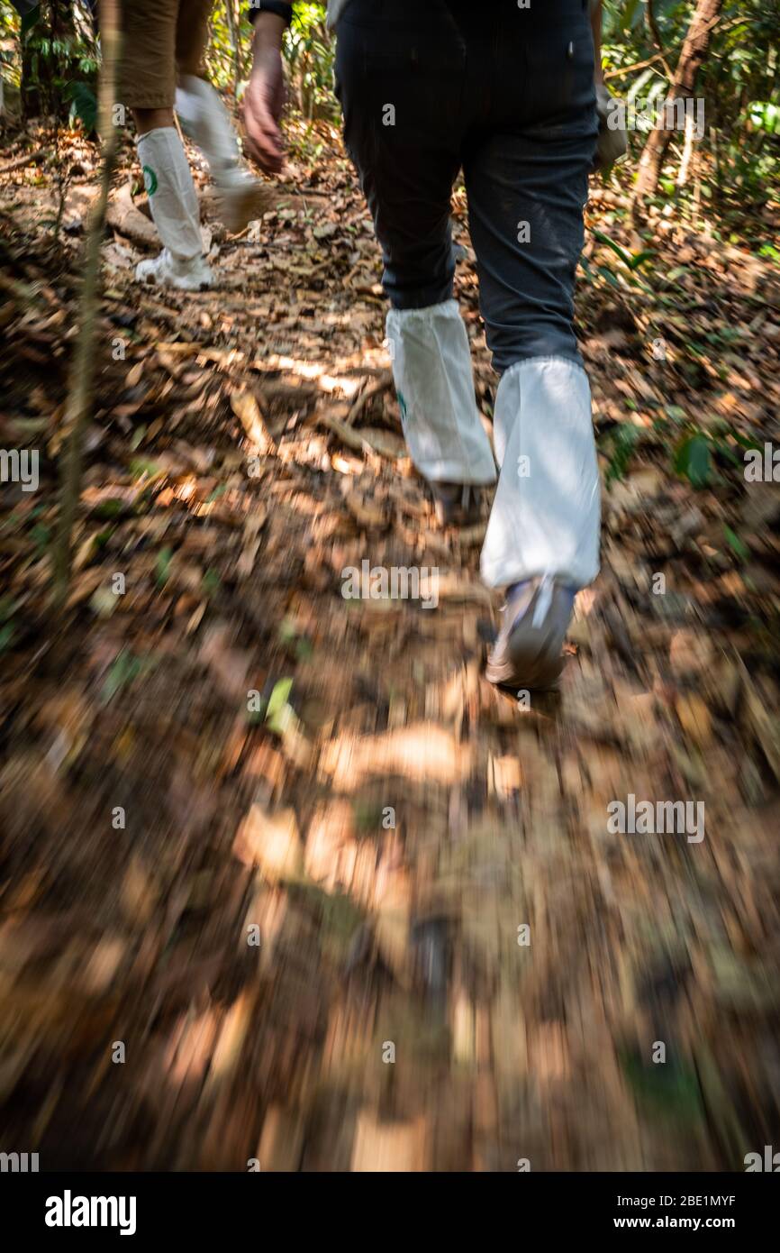 Mouvement flou technique de pieds de marche à la vitesse couverte par des chaussettes blanches longues sur la forêt tropicale randonnée sentier pour protéger l'animal sur le sol et les blessures. Banque D'Images