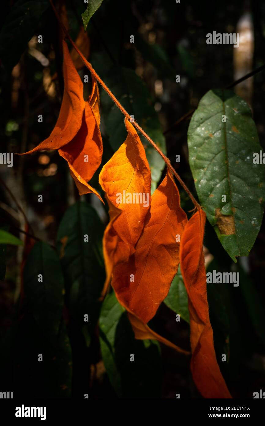 Concentrez-vous sur les feuilles d'orange saturées touchant la lumière du soleil sur l'arrière-plan sombre à l'intérieur de la forêt tropicale. Banque D'Images
