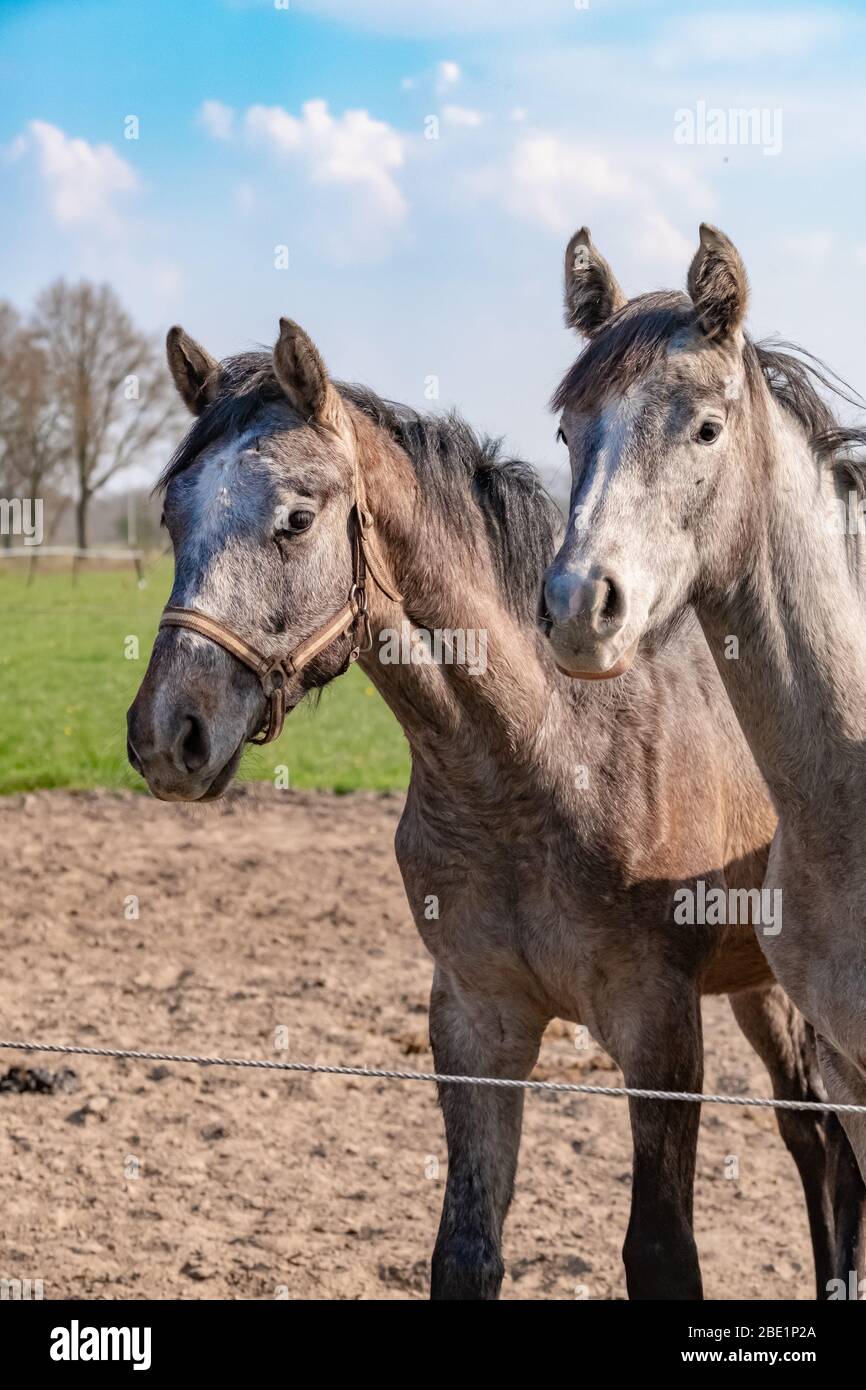 Deux chevaux de saut têtes de chevaux, ils sont proches l'un de l'autre. En couleur grise Banque D'Images