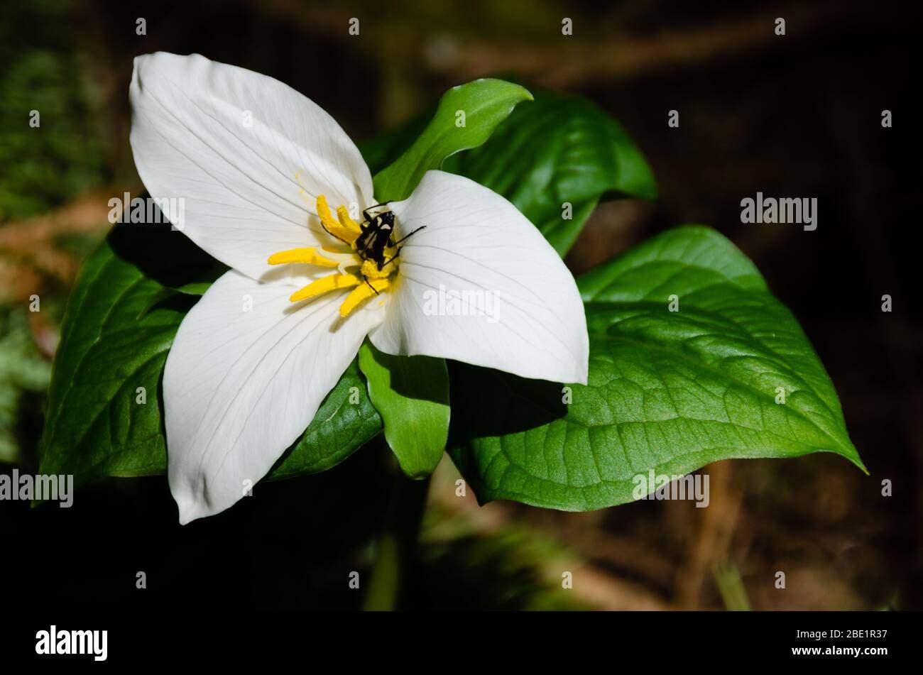 Trilium sauvage dans les bois du Nord-Ouest du Pacifique Banque D'Images