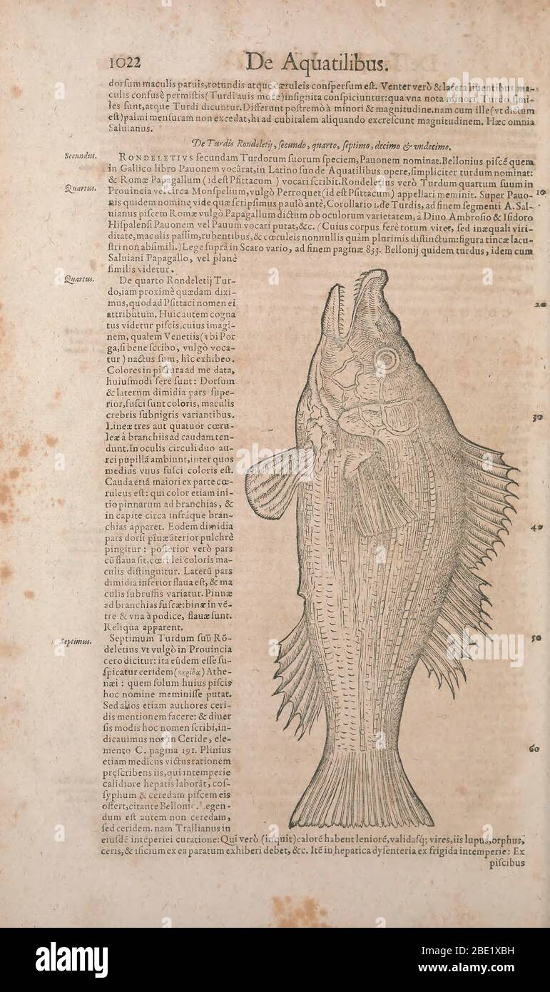 Historia animalium (« Histoire des animaux »), publié en 1551–1558 et 1587, par Conrad Gessner. Banque D'Images