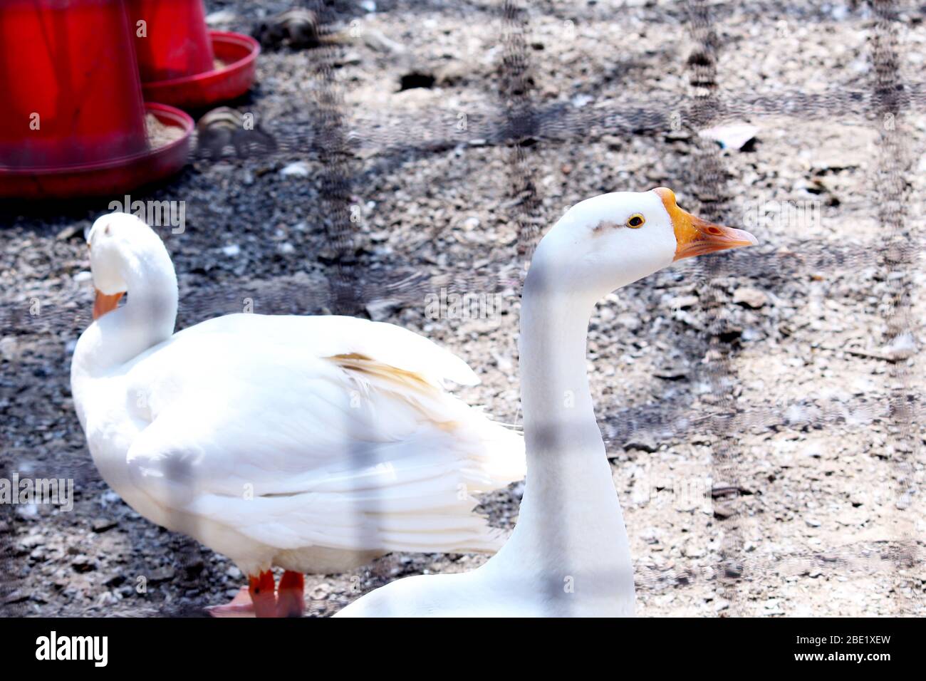 Canards blancs en cage, troupeau de canards, foyer sélectif avec fond flou. Banque D'Images