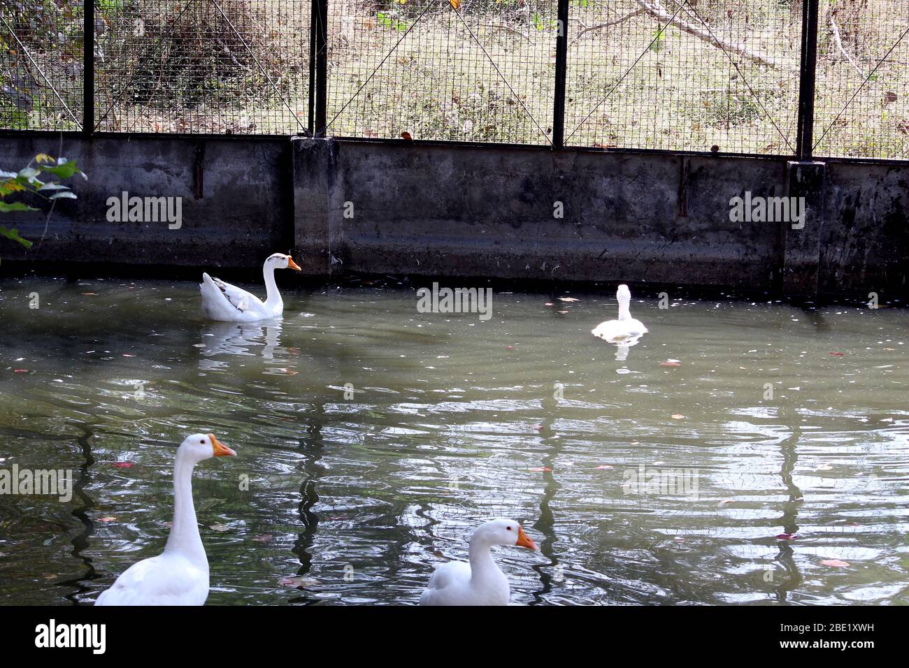 Canards blancs nageant sur la cage d'eau de l'étang, troupeau de canard, foyer sélectif avec fond flou. Banque D'Images