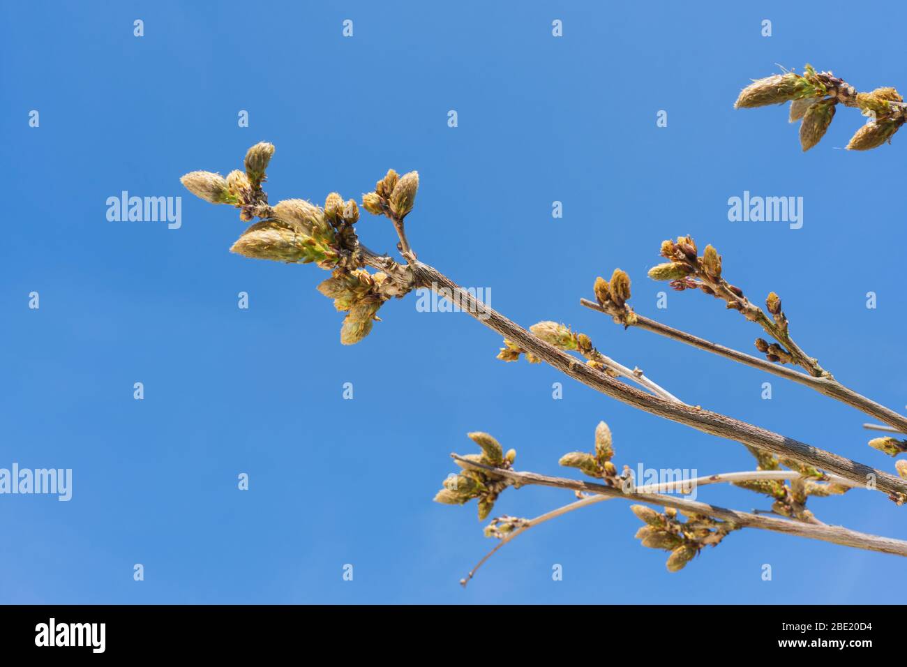 Les boutons de fleurs de wisteria sur fond bleu ciel. ROYAUME-UNI Banque D'Images