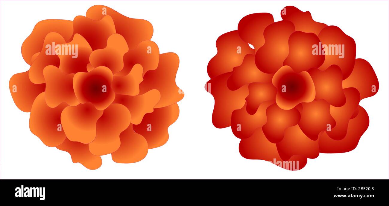 Chrysanthèmes chinois. Isolés sur fond blanc. Pour la création de cadres, bannières et cartes.. Illustration de Vecteur
