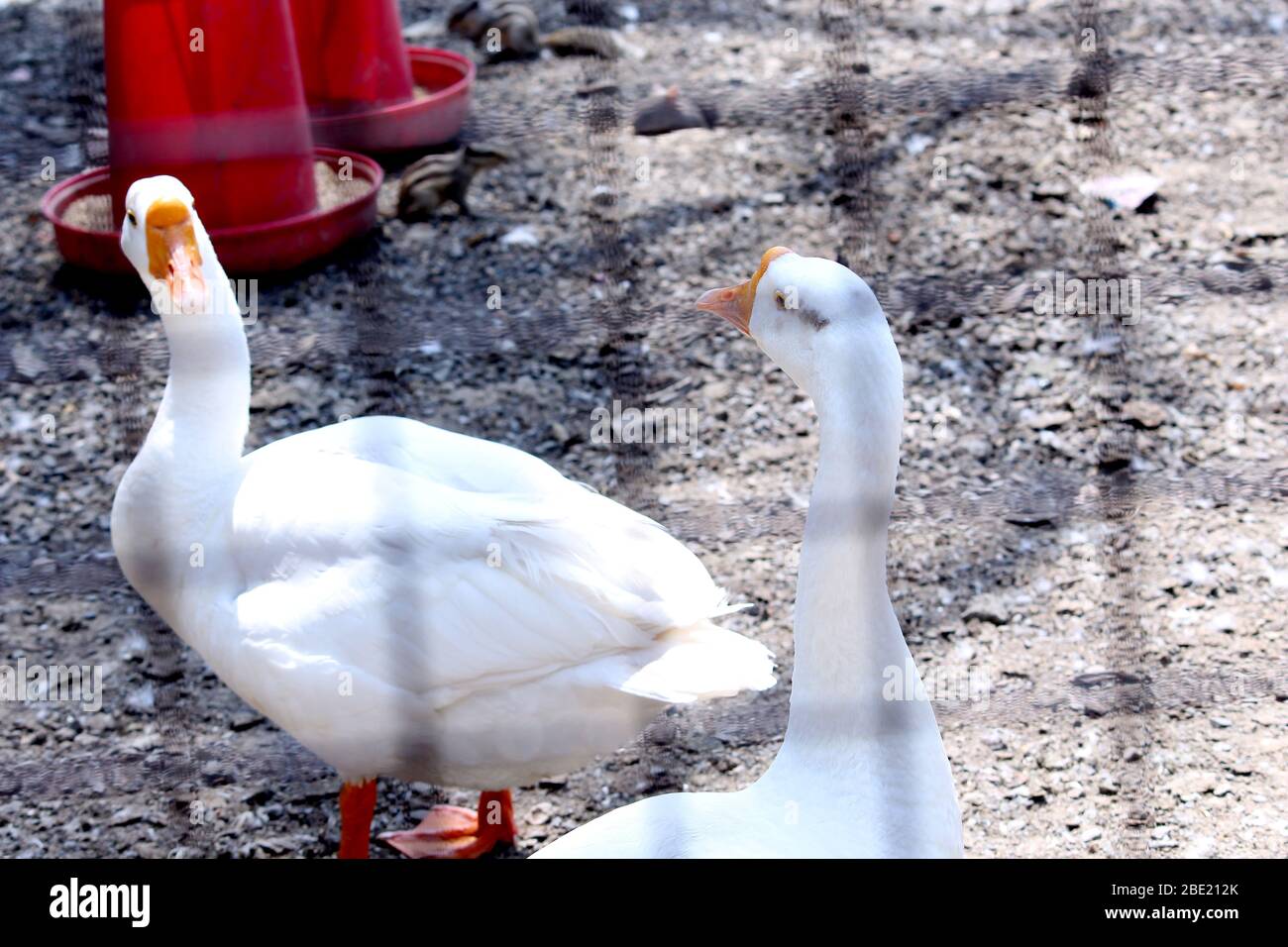 Canards blancs mangeant de la nourriture dans la cage, troupeau de canard, foyer sélectif avec fond flou. Banque D'Images