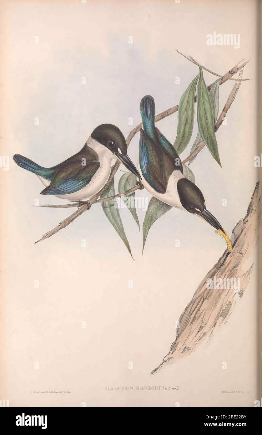 Les oiseaux de l'Australie par John Gould Banque D'Images