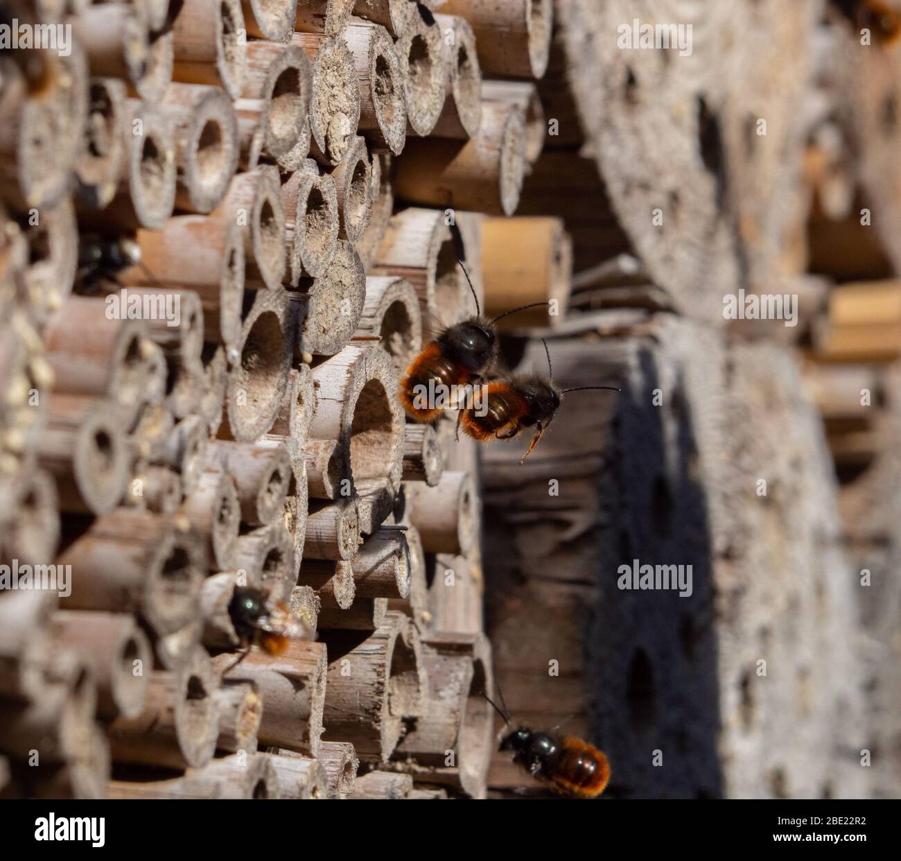 Les abeilles maçonnes à un insecte au printemps de l'hôtel Banque D'Images