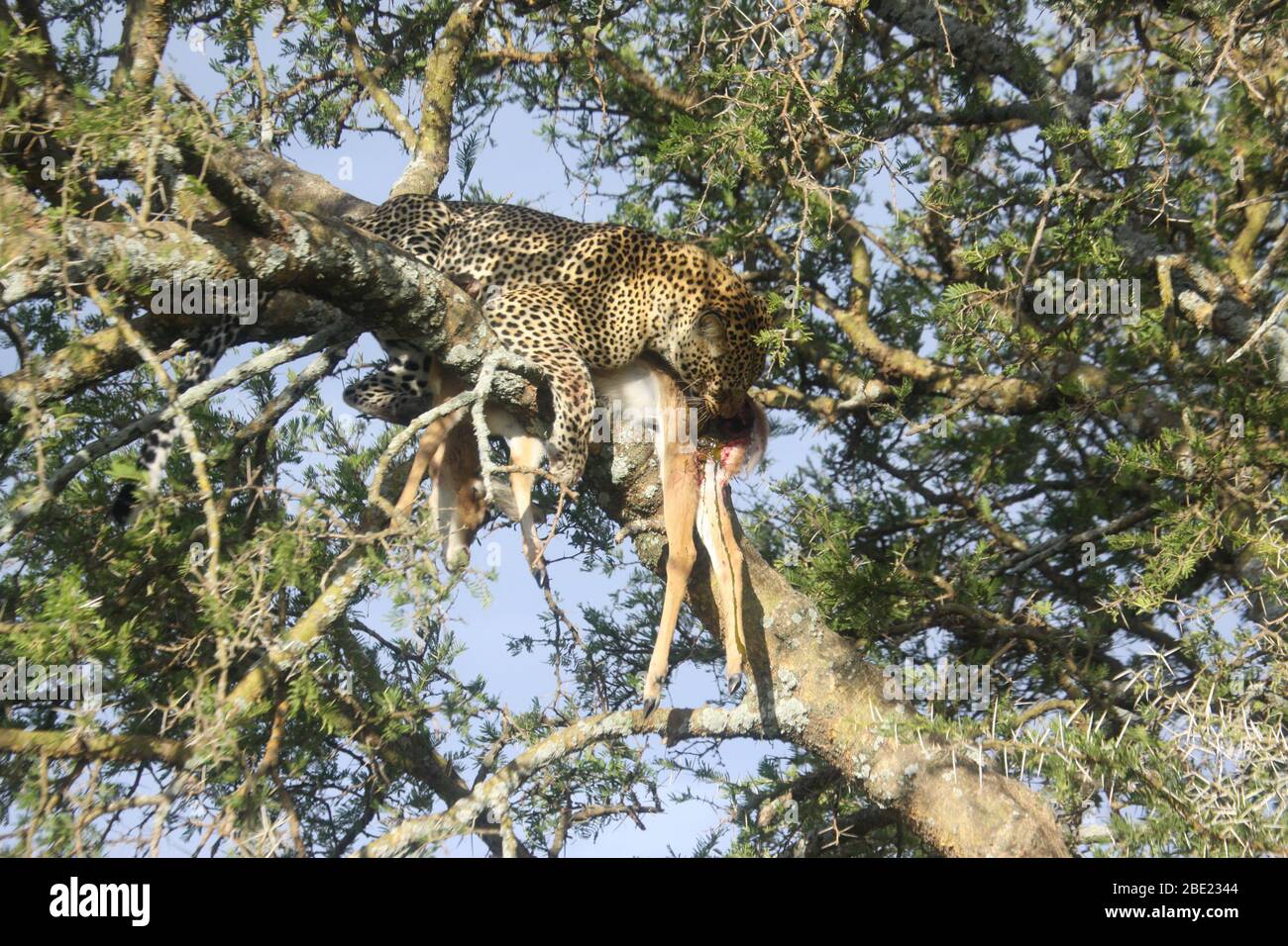 Un léopard (Panthera pardus) a porté un impala mort qu'il a récemment chassé sur un arbre pour continuer à manger en paix. Photographié au P national Serengeti Banque D'Images