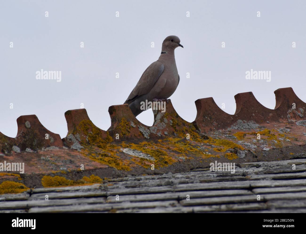 Dove est assise sur un toit Banque D'Images