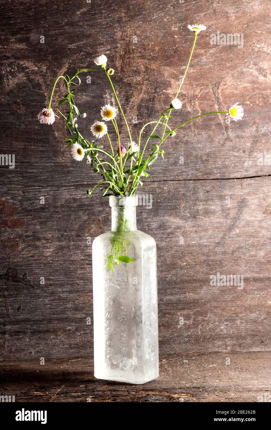 fleurs sauvages disposées dans une vieille bouteille sur une sombre arrière-plan Banque D'Images