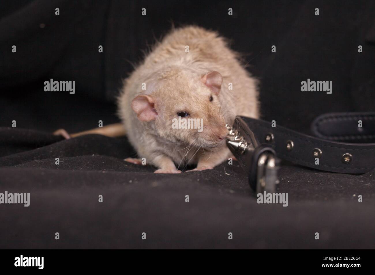 Rat brutaux beige avec ceinture en cuir et pointes. Style moto Photo Stock  - Alamy