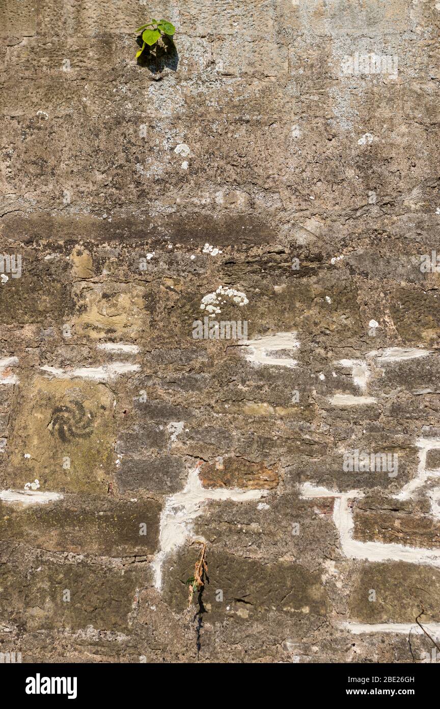 Vieux mur de pierre naturelle avec efflorescence et croissance, coulis et pillés et réparés avec brique Banque D'Images