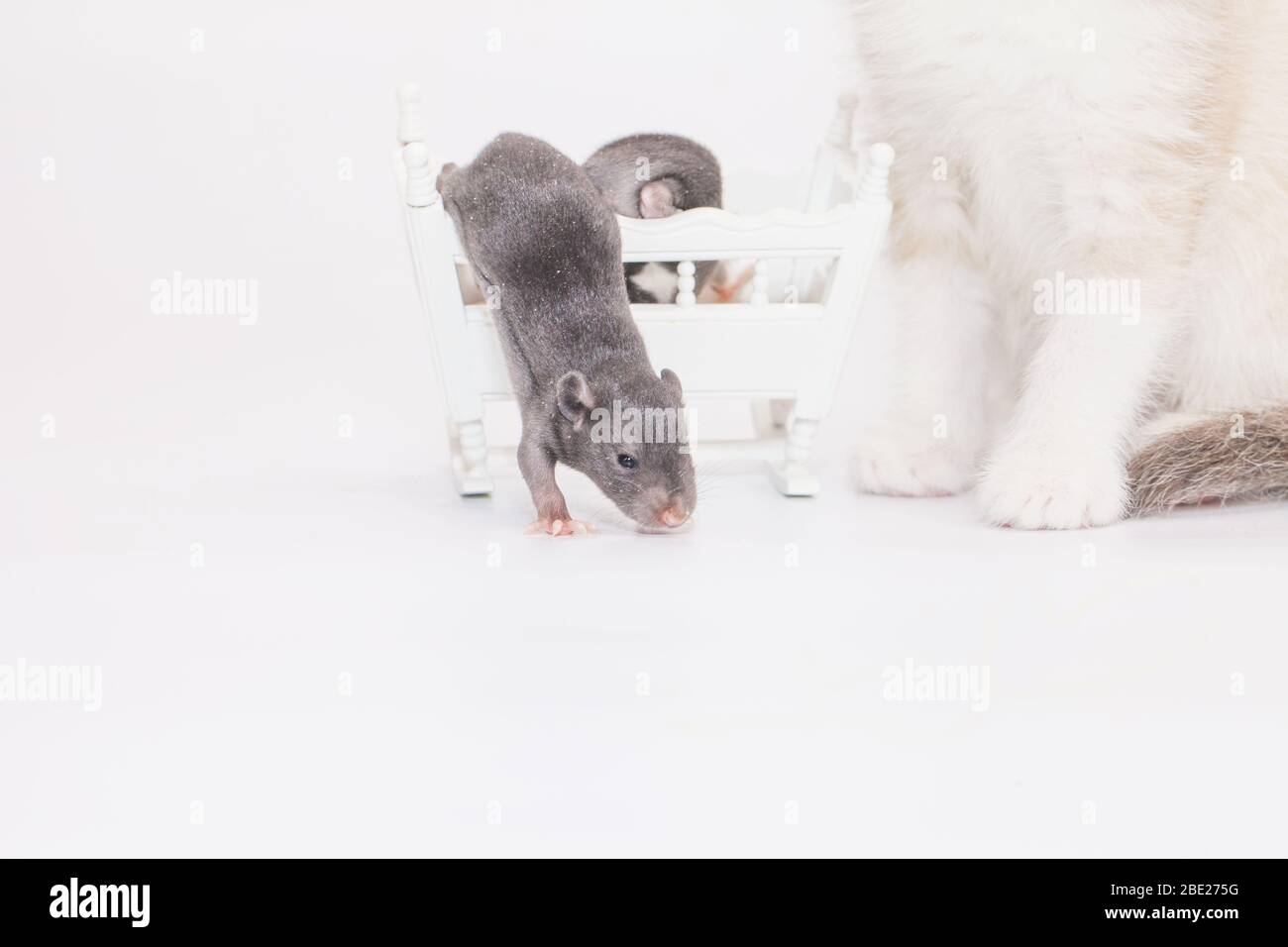 Bebes Souris Banque D Image Et Photos Alamy