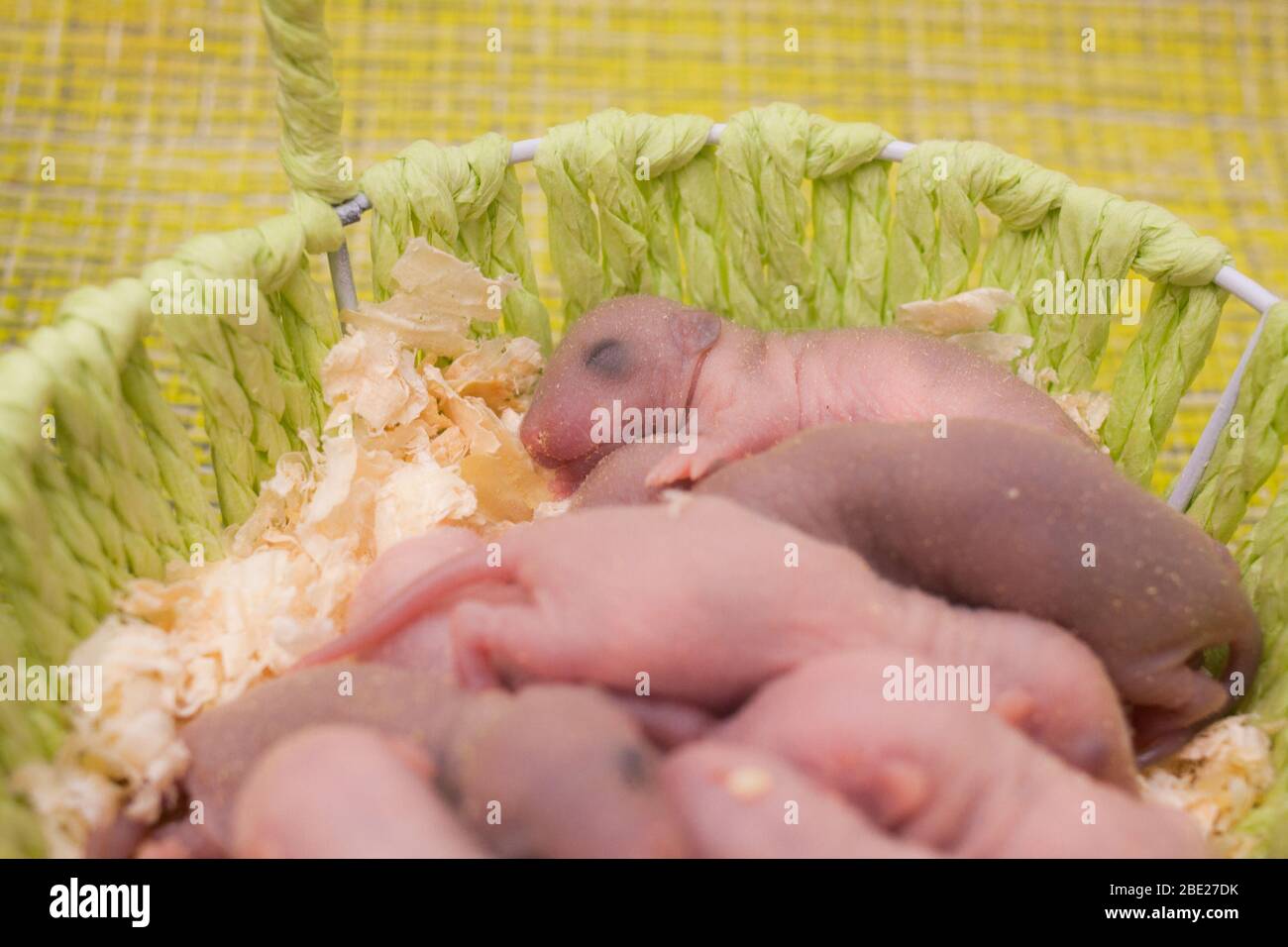 Famille De Bebe Rat Dans Un Panier Nid De Rat Mignons Enfants Photo Stock Alamy