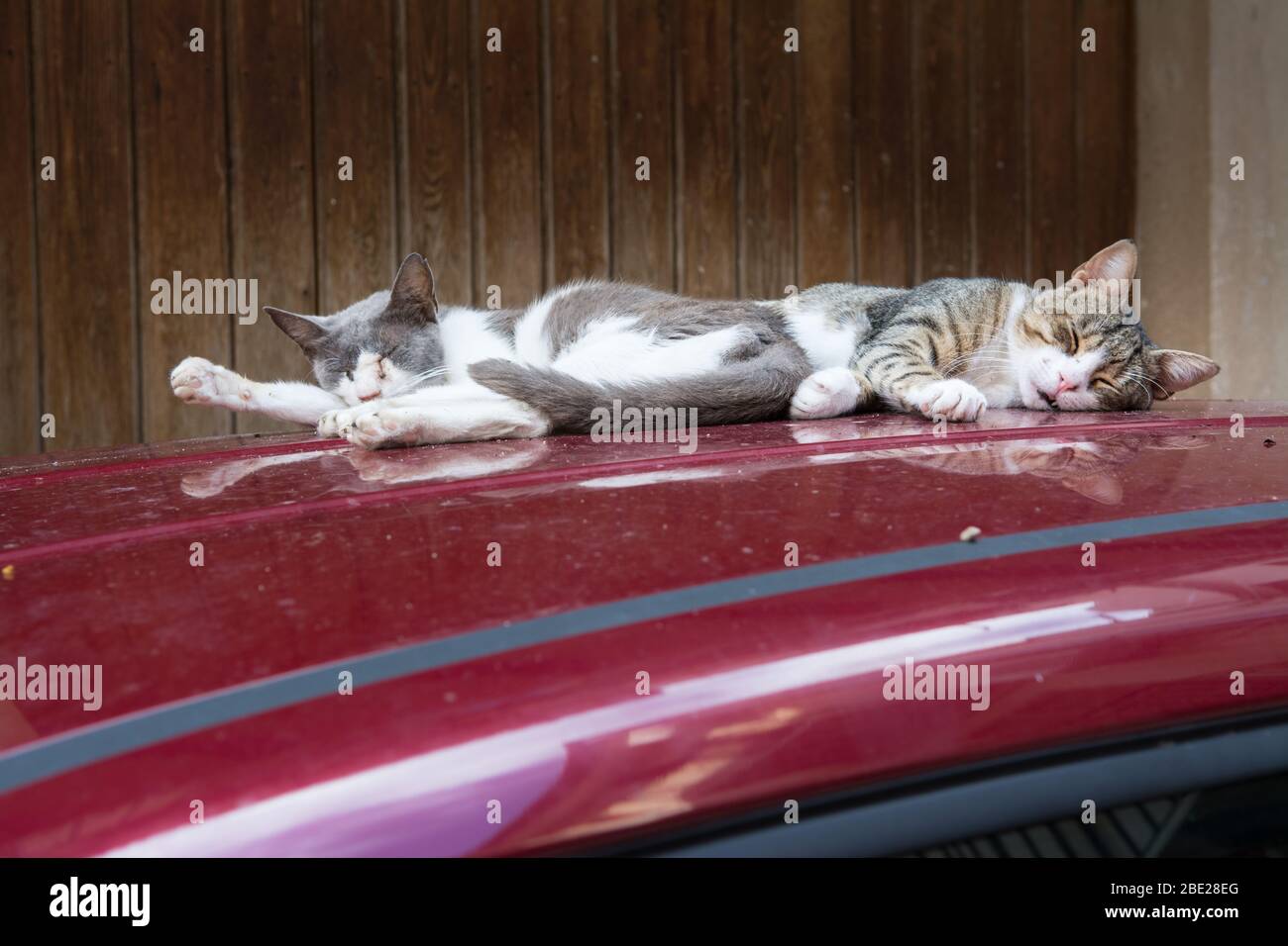 Chats sur le toit de voiture bain de soleil Banque D'Images