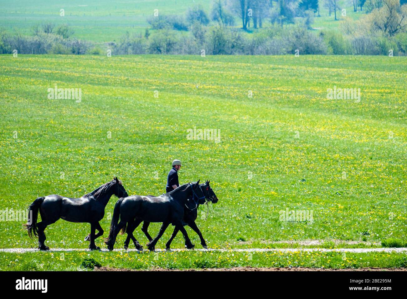 Chevaux slovènes au printemps Banque D'Images