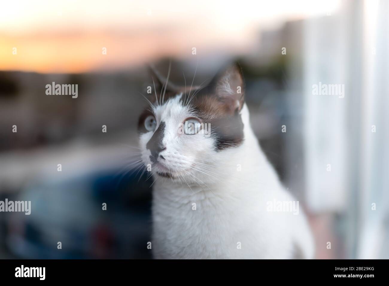 Yeux De Chat Bleu Vert Banque D Image Et Photos Alamy