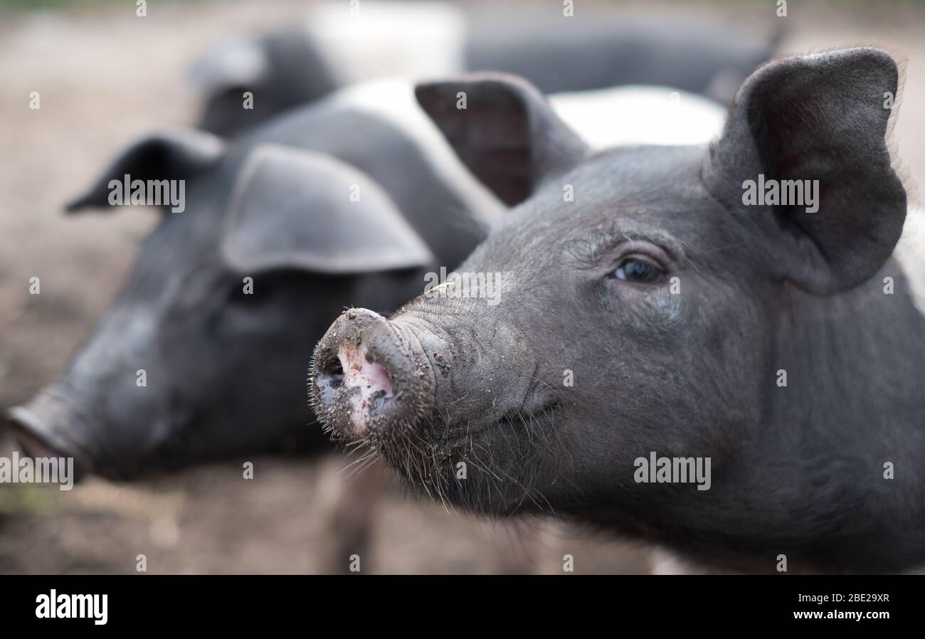 Porcelets de Saddleback à Hillside Farm, Bryher, Isles of Scilly Banque D'Images