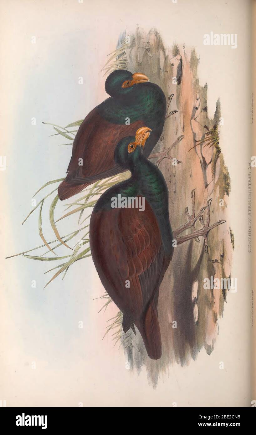 Les oiseaux de l'Australie par John Gould Banque D'Images