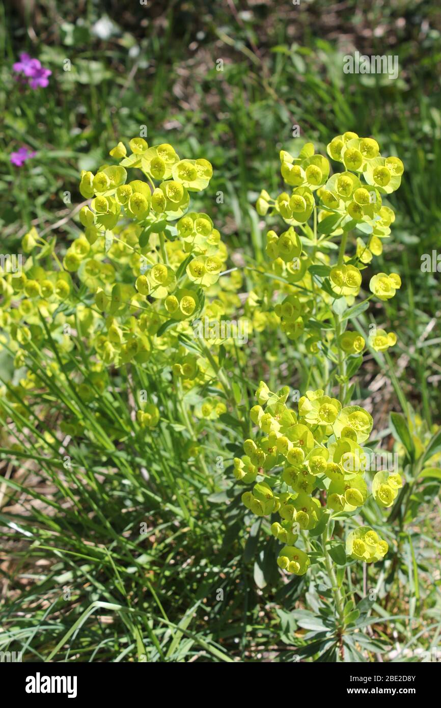 euphorbia sauvage Banque D'Images
