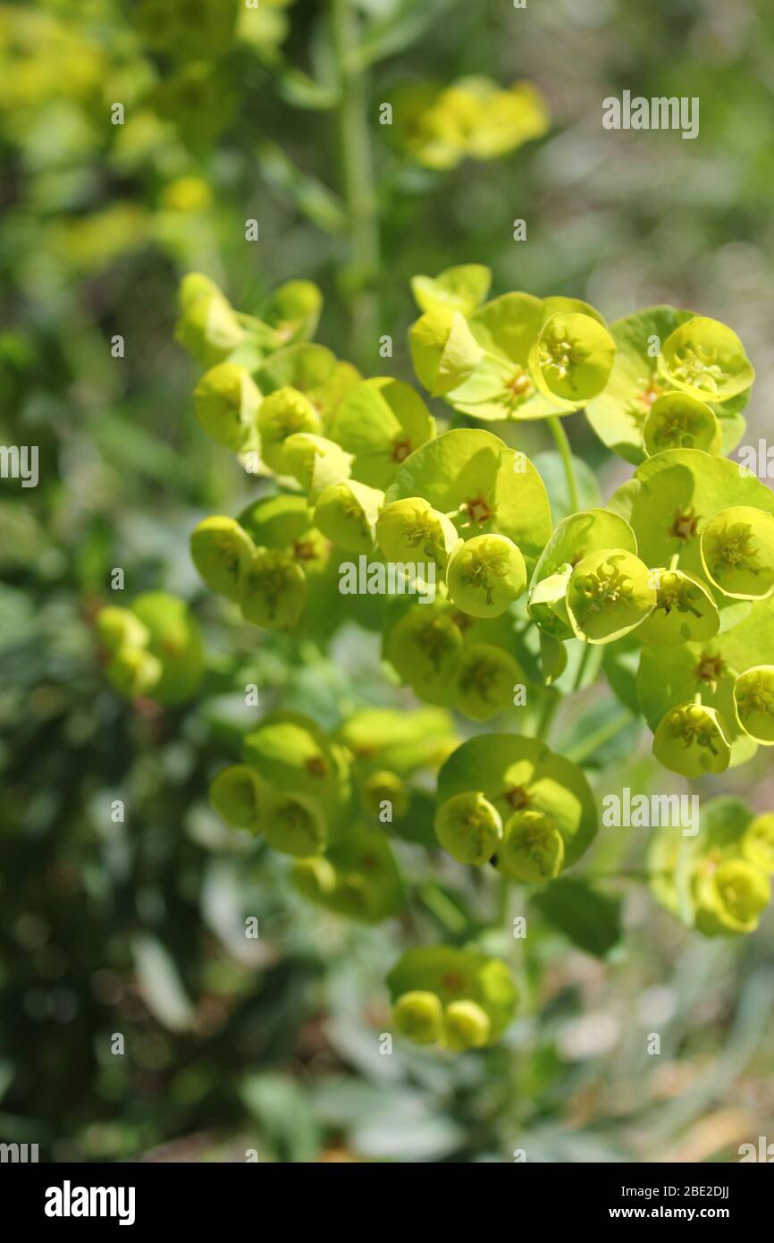 euphorbia sauvage Banque D'Images