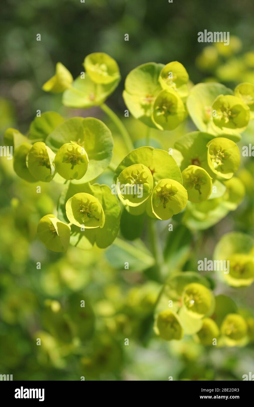 euphorbia sauvage Banque D'Images