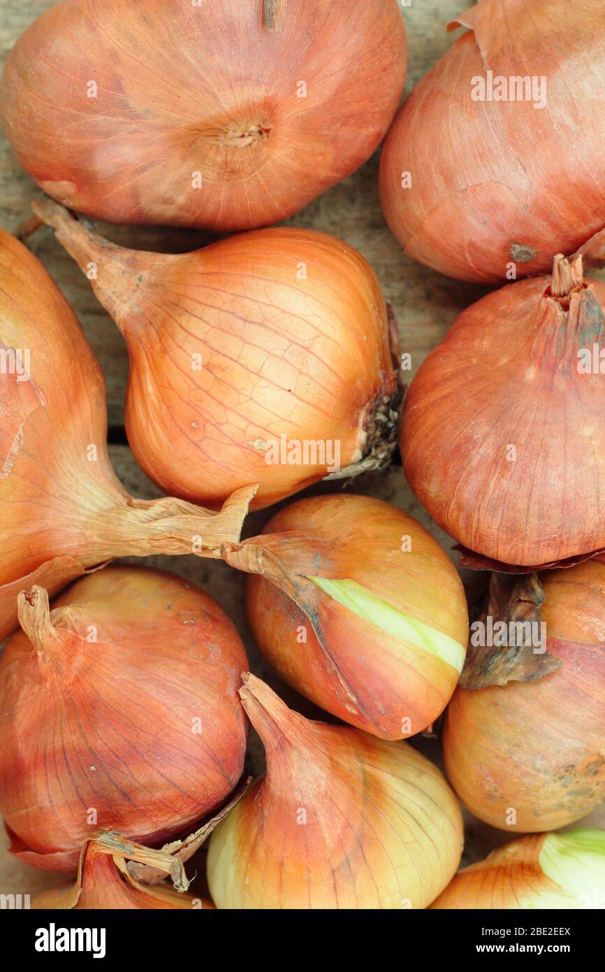 Allium cesp var. Aggregatum 'Golden Gourmet'. Ensemble d'échalotes prêtes à planter. ROYAUME-UNI Banque D'Images