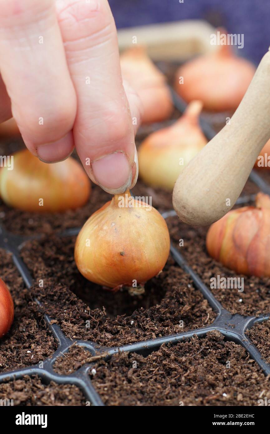 Allium cesp var. Aggregatum 'Golden Gourmet'. Planter à partir de l'échalote réglé dans des plateaux modulaires à l'aide de l'extrémité arrondie d'un dibber UK Banque D'Images