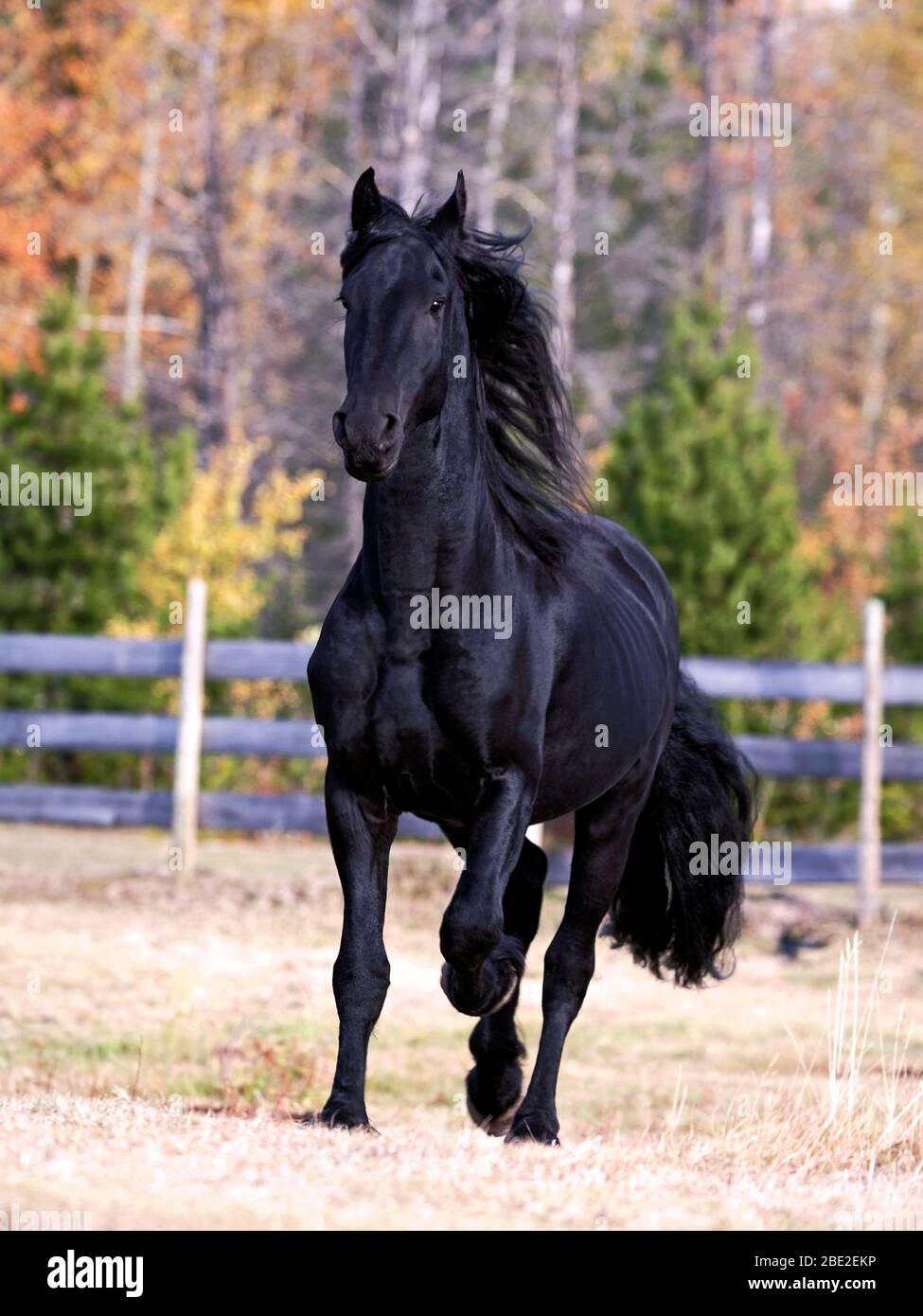 Magnifique Stallion de Friesian de trois ans qui traîne dans les pâturages Banque D'Images