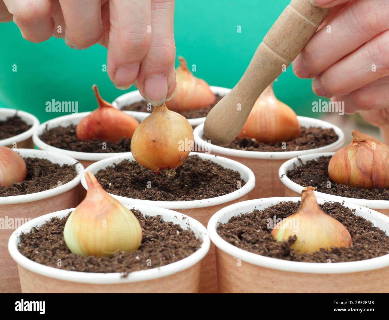 Allium cesp var. Aggregatum 'Golden Gourmet'. Planter des ensembles d'échalotes dans des tasses compostables réaffectées et réutilisées Banque D'Images