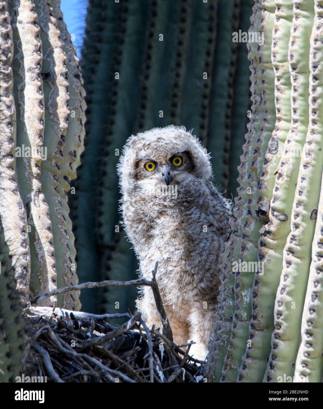 Un grand owlet corné qui s'en aguille est niché dans un cactus saguaro Banque D'Images