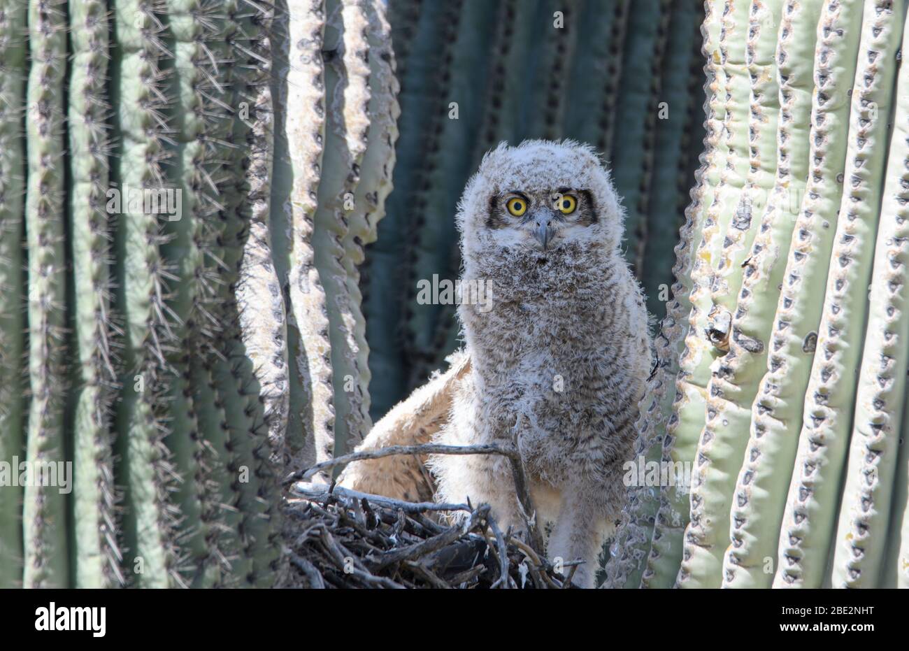 Un grand owlet corné dans un nid dans un cactus saguaro dans le désert d'AZ Banque D'Images