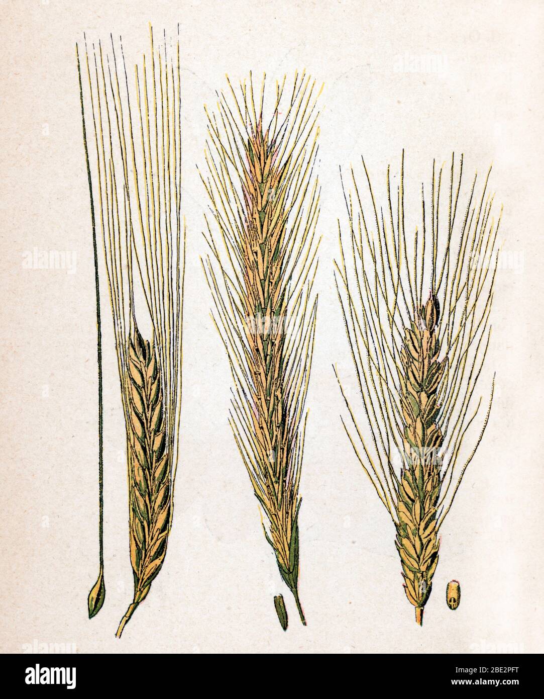 'Epis seigneule et de ble' (oreille seigle et blé — free download