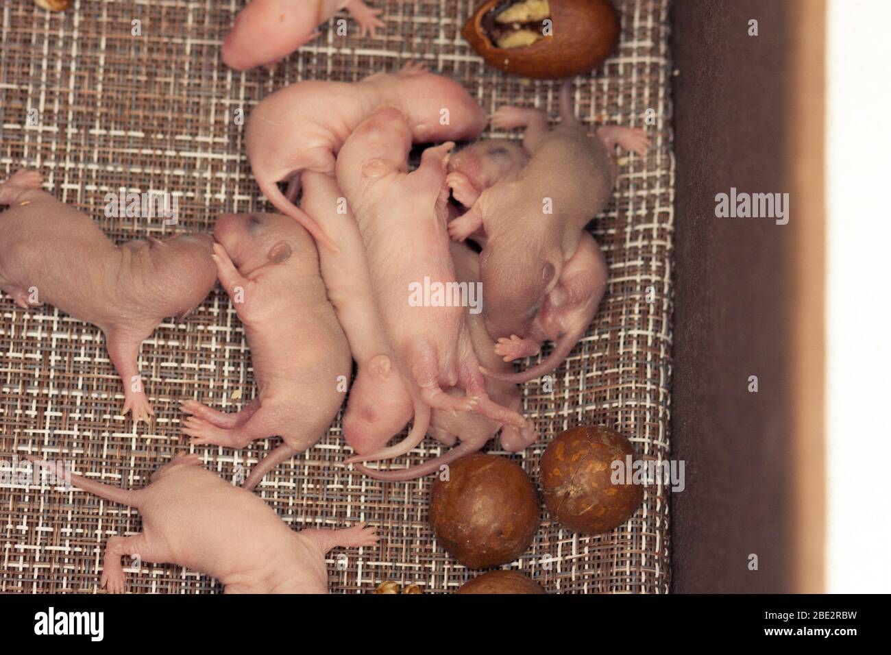 famille de rat dans une boîte avec noix de macadamia. concept de vie bien nourri Banque D'Images