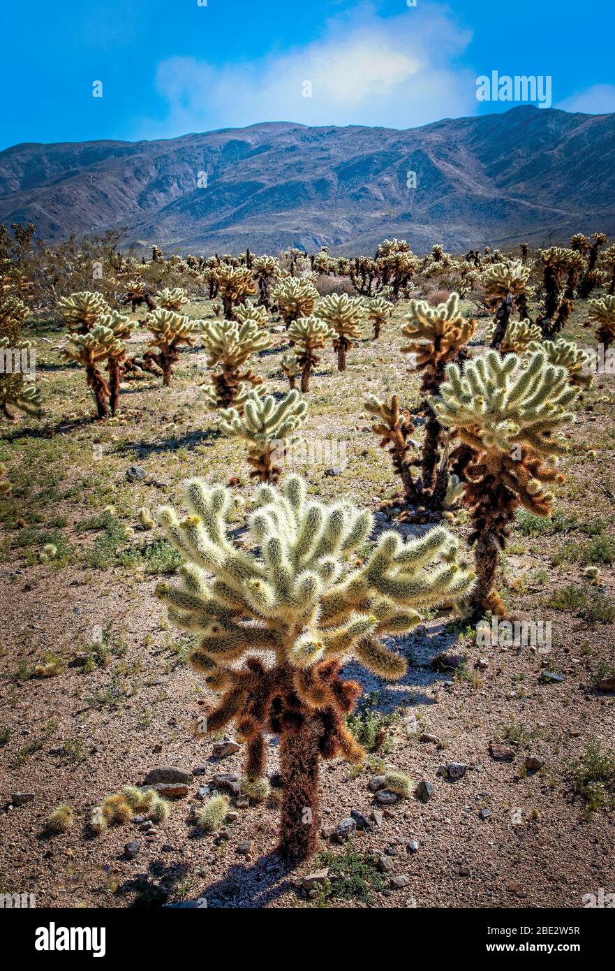 Le jardin des cactus de la Jolla dans le parc national de Joshua Tree, Californie. Banque D'Images