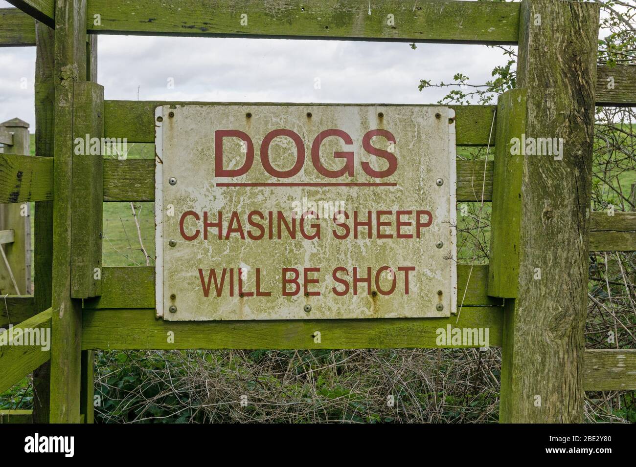 Panneau d'avertissement, Dogs Chasing Sheep sera Shot, Cefford Hill, Northampton, Royaume-Uni Banque D'Images