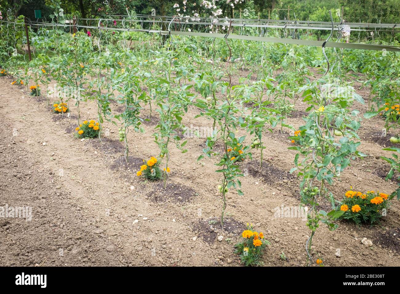 Les tomates sont cultivées en piquets de métal en spirale dans les Jardins de Coursiana, dans le village français de la Romieu. Banque D'Images