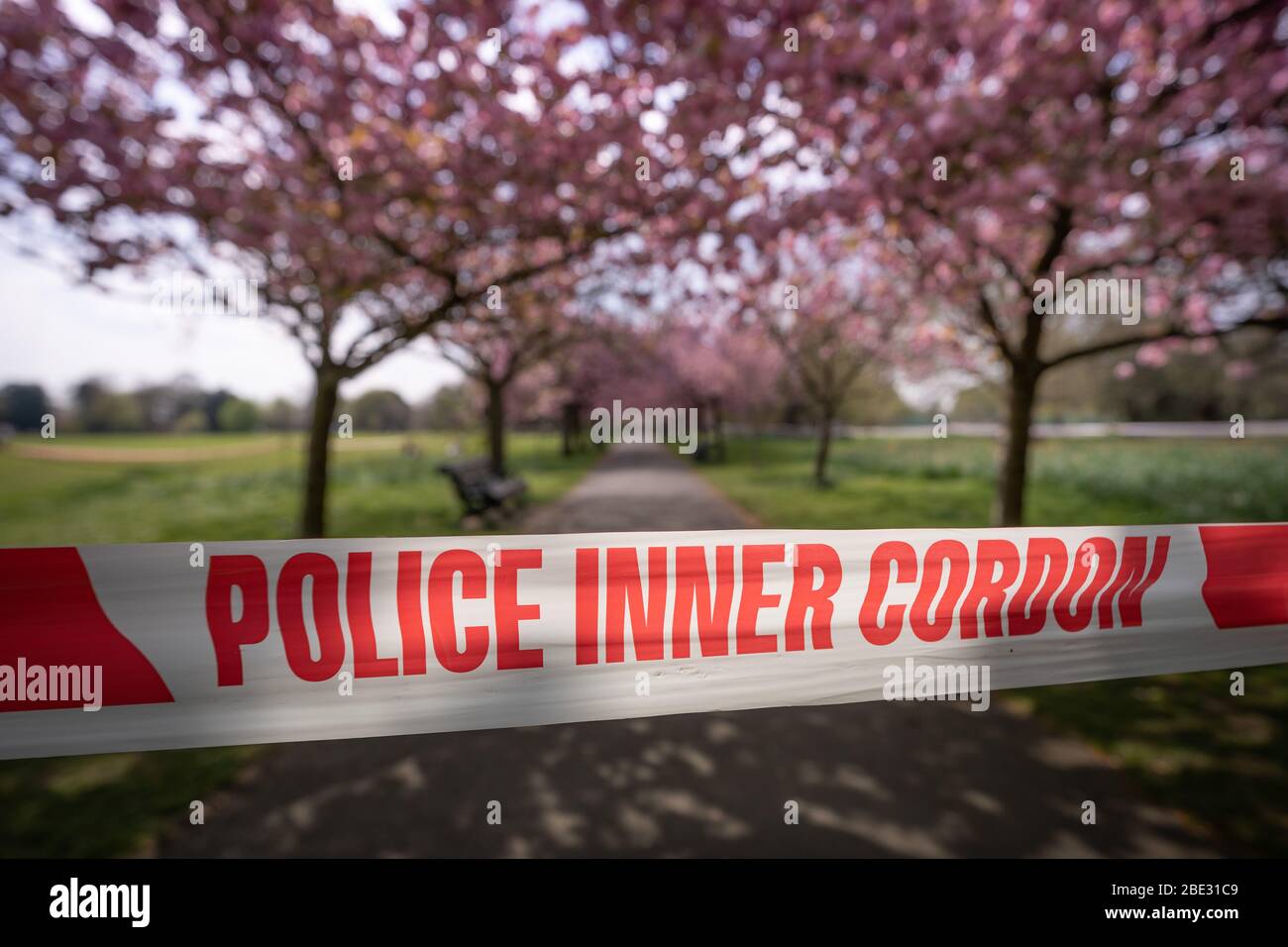 Londres, Royaume-Uni. 11 avril 2020. Coronavirus : week-end de Pâques avec maintien de la canicule dans le Greenwich Park. Les cerisiers en fleurs du parc, aujourd'hui en pleine floraison, sont enfilés derrière un cordon policier pour décourager les rassemblements publics, car la police continue d'exhorter les gens à maintenir une distance physique dans les parcs britanniques. Crédit: Guy Corbishley/Alay Live News Banque D'Images