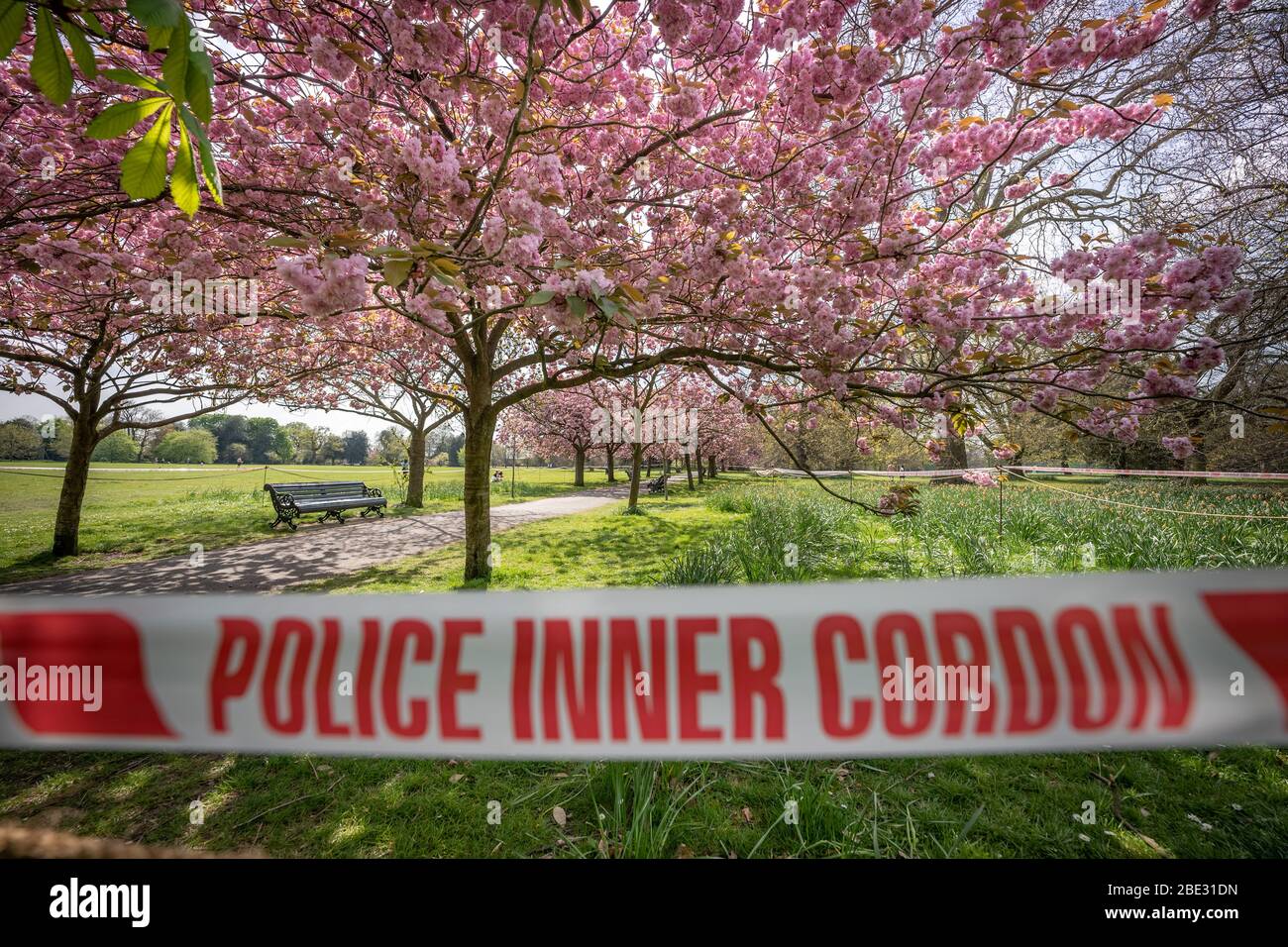 Londres, Royaume-Uni. 11 avril 2020. Coronavirus : week-end de Pâques avec maintien de la canicule dans le Greenwich Park. Les cerisiers en fleurs du parc, aujourd'hui en pleine floraison, sont enfilés derrière un cordon policier pour décourager les rassemblements publics, car la police continue d'exhorter les gens à maintenir une distance physique dans les parcs britanniques. Crédit: Guy Corbishley/Alay Live News Banque D'Images