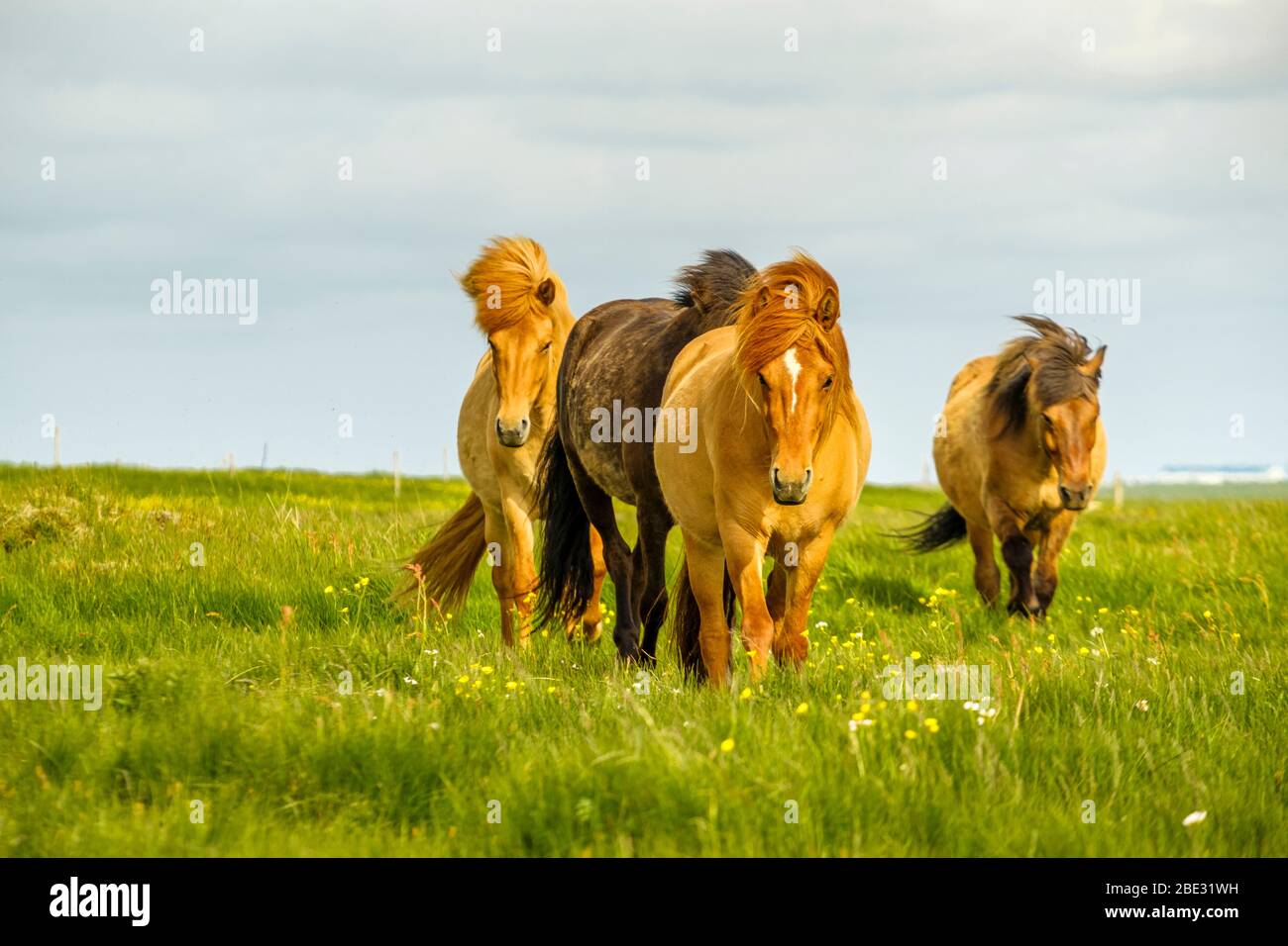 Chevaux dans les pâturages, Islande Banque D'Images