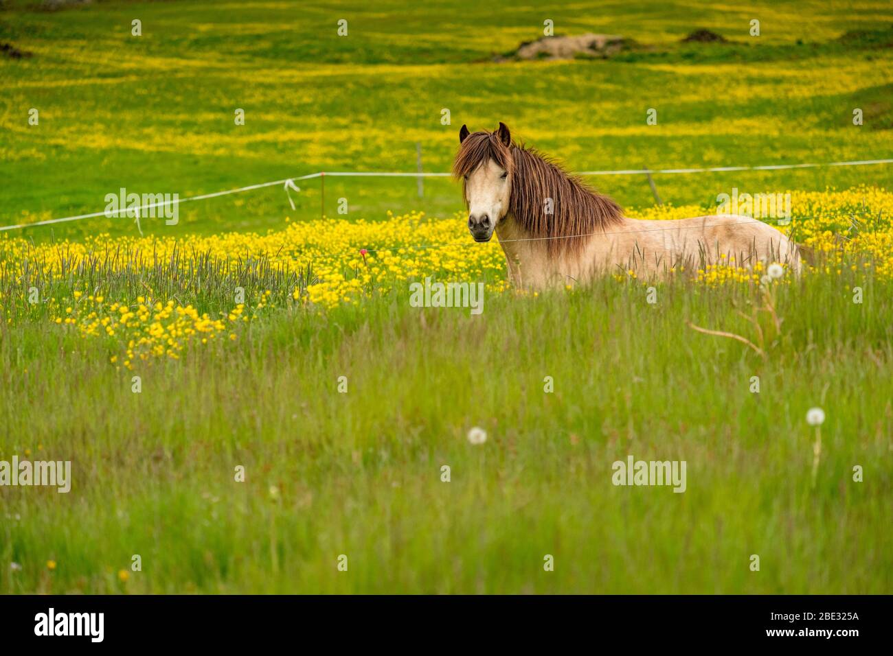 Chevaux en Islande Banque D'Images