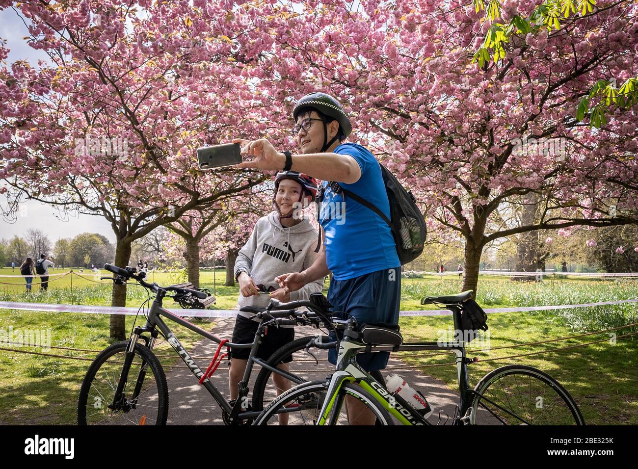 Londres, Royaume-Uni. 11 avril 2020. Coronavirus : week-end de Pâques avec maintien de la canicule dans le Greenwich Park. Les cerisiers en fleurs du parc, aujourd'hui en pleine floraison, sont enfilés derrière un cordon policier pour décourager les rassemblements publics, car la police continue d'exhorter les gens à maintenir une distance physique dans les parcs britanniques. Un père cycliste et un fils prennent un selfie de téléphone de l'extérieur du cordon. Crédit: Guy Corbishley/Alay Live News Banque D'Images