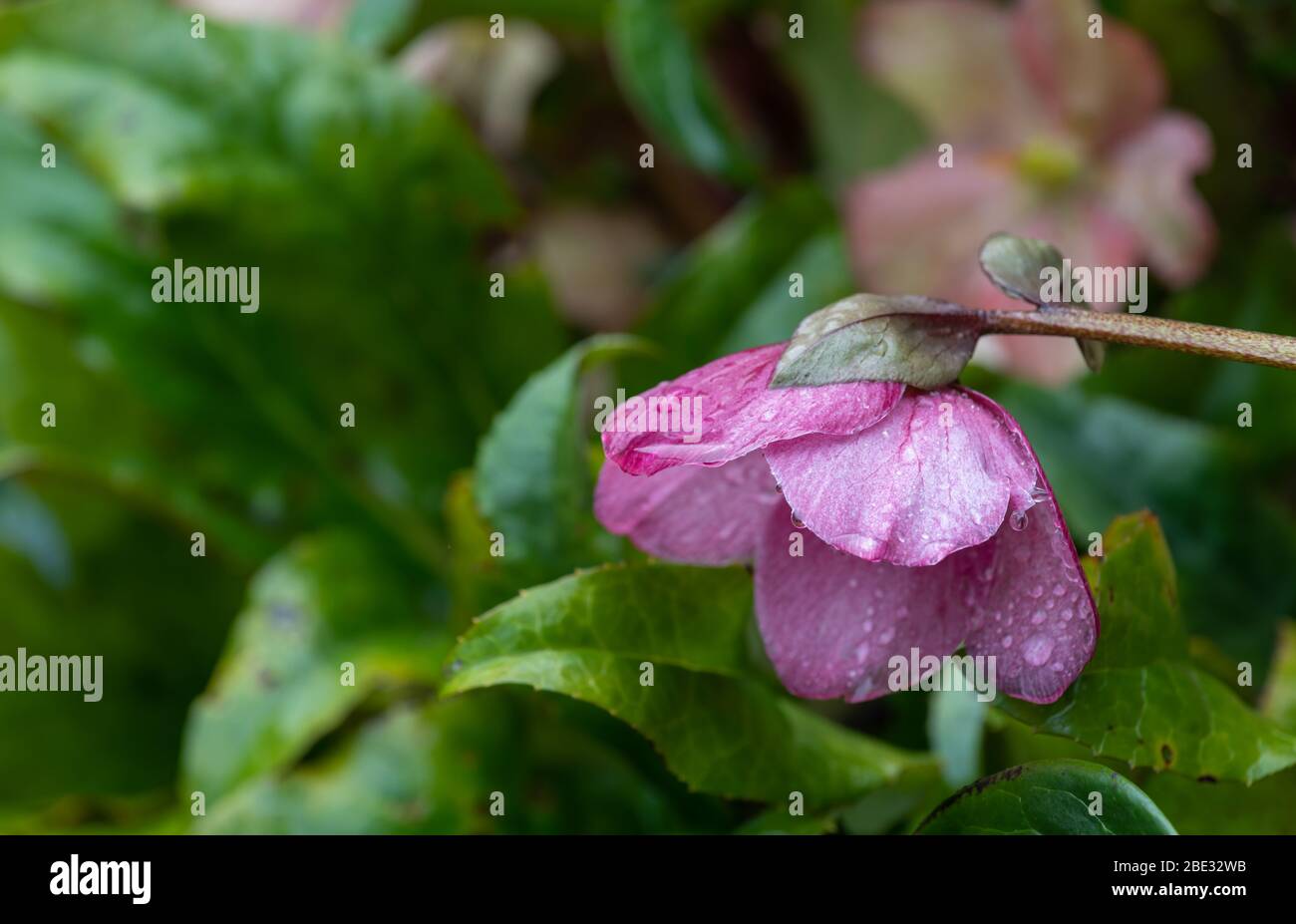 Foyer sélectif gros plan de fleur pourpre de Lenten Rose poussant dans un jardin ombragé Banque D'Images