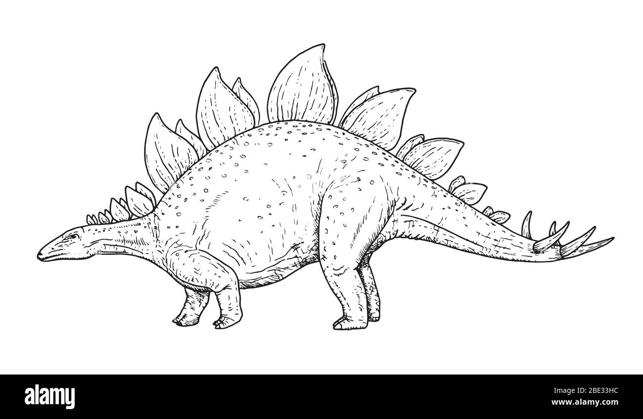 Dessin de dinosaure - croquis à la main de stéosaure, illustration en noir et blanc Illustration de Vecteur