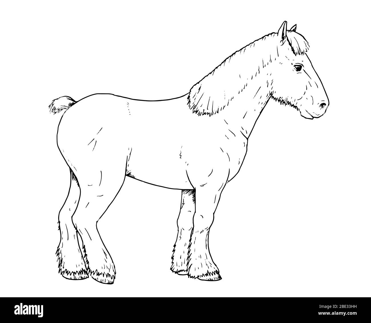 Dessin de cheval-dépouille néerlandais - croquis à la main de l'animal de ferme, illustration noire et blanche Illustration de Vecteur