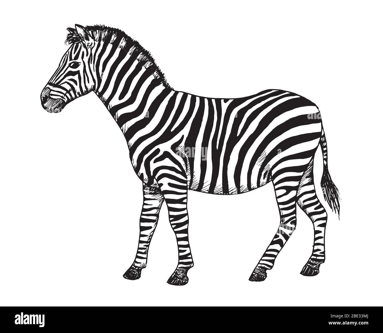 Dessin de Zebra. Esquisse de l'Equus quagga, illustration noire et blanche africaine Illustration de Vecteur