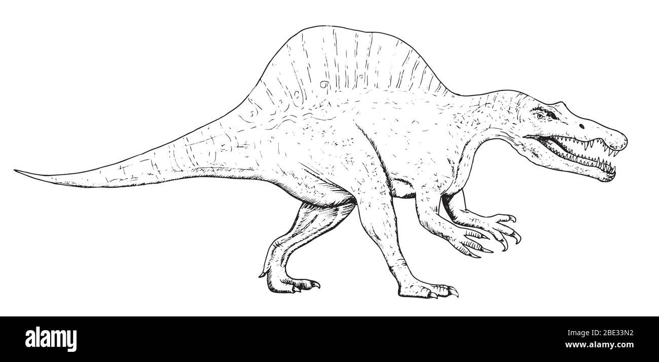 Dessin de dinosaure - croquis à la main de spinosaure, illustration en noir et blanc Illustration de Vecteur