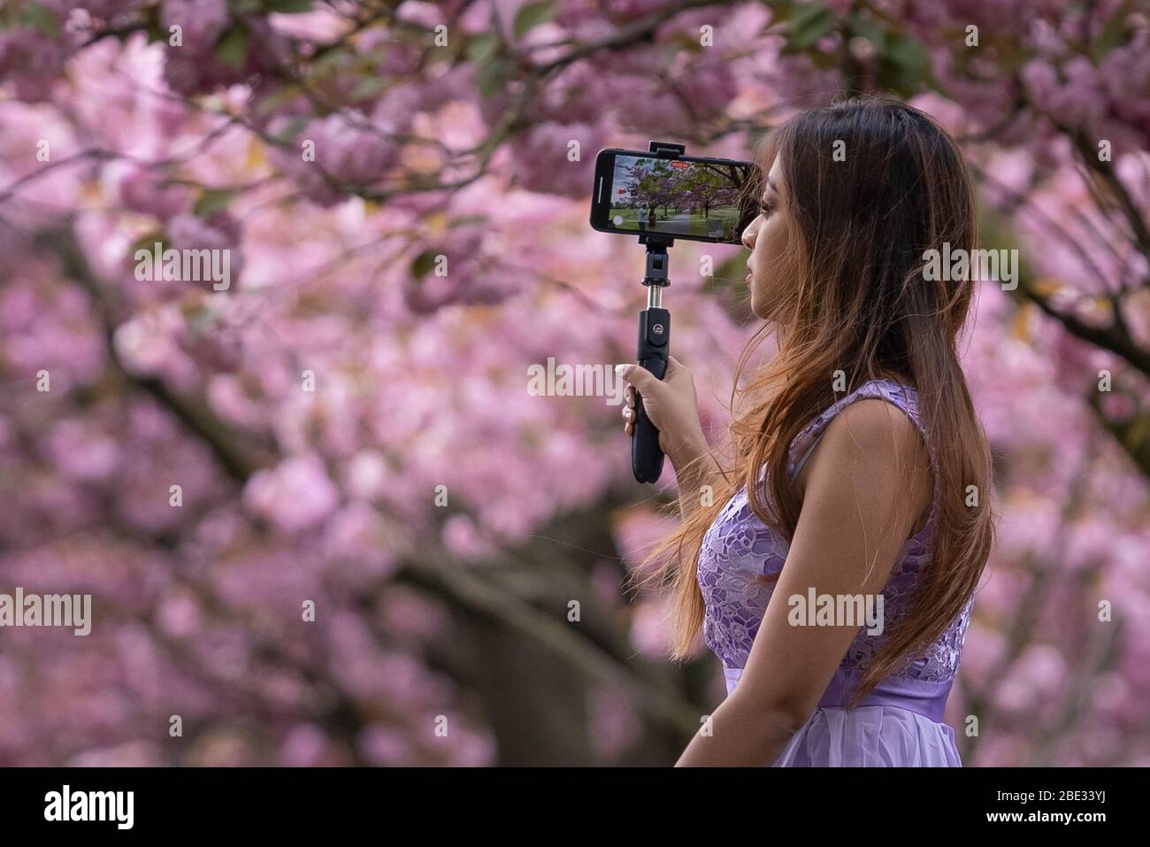 Londres, Royaume-Uni. 11 avril 2020. Coronavirus : week-end de Pâques avec maintien de la canicule dans le Greenwich Park. Les cerisiers en fleurs du parc, aujourd'hui en pleine floraison, sont enfilés derrière un cordon policier pour décourager les rassemblements publics, car la police continue d'exhorter les gens à maintenir une distance physique dans les parcs britanniques. Crédit: Guy Corbishley/Alay Live News Banque D'Images
